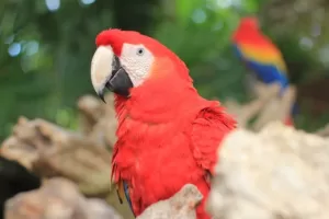 How to improve your parrot's feather quality