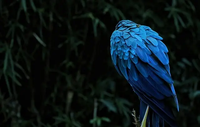 what healthy parrot feathers look like