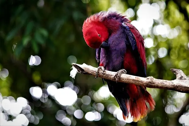 Eclectus parrot sitting on its perch