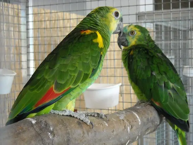 Should parrots be kept in pairs