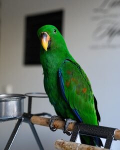 Eclectus Parrot toe tapping on its perch