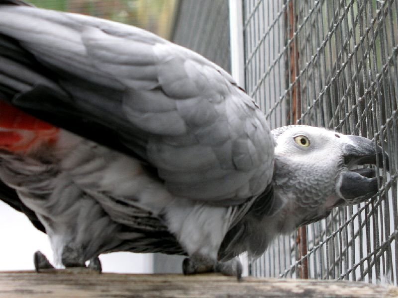 Parrot constipated