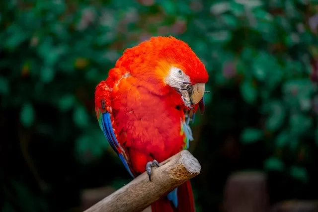 Parrot scratching its feathers with its foot