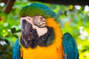 Golden and blue macaw with beak problem