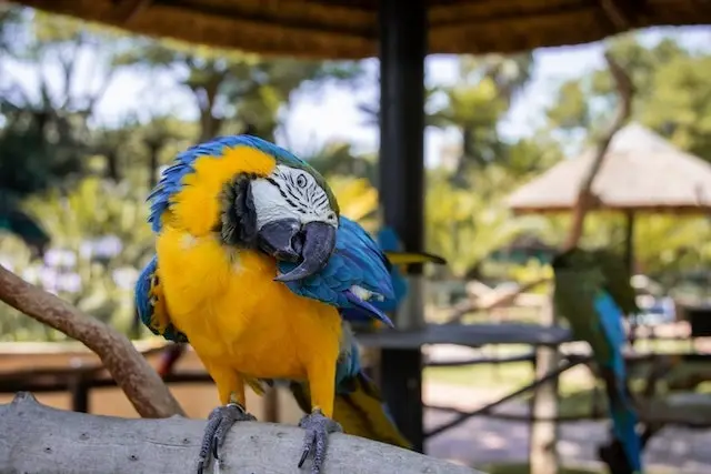 Golden and blue macaw scratching its feathers