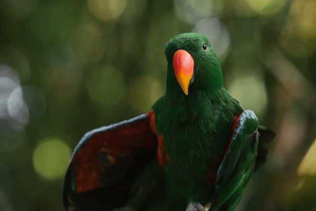 Eclectus Parrot wing flipping