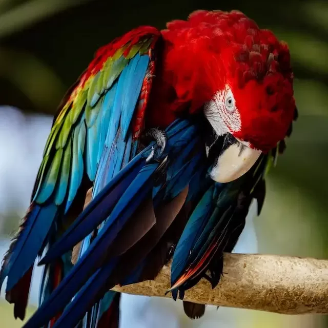 Parrot picking its feathers
