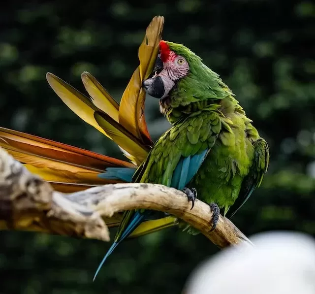 Parrot preening its feathers