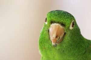 Parrot with a cracked beak