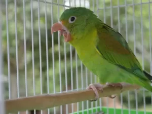 Pet birds with short lifespans