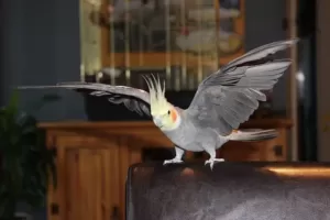Parrot flapping its wings