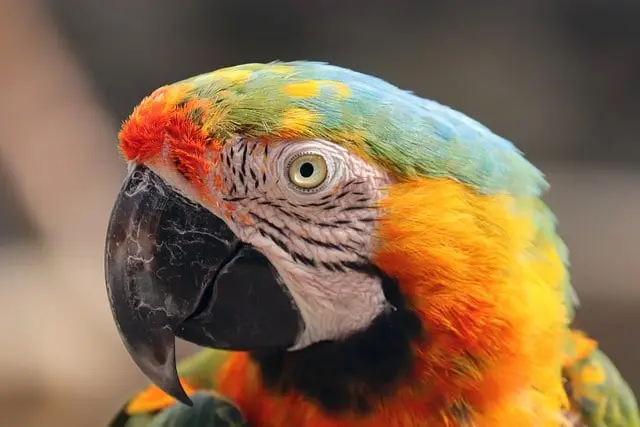 Parrot eye pinning