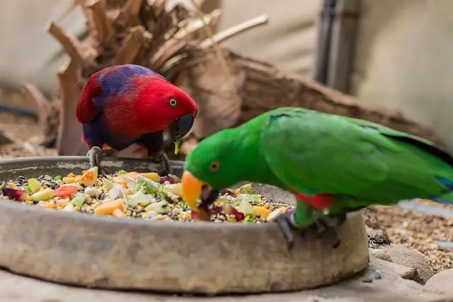 Parrots eating food