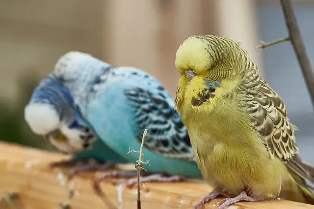 Parrot feeling cold and has puffed up feathers