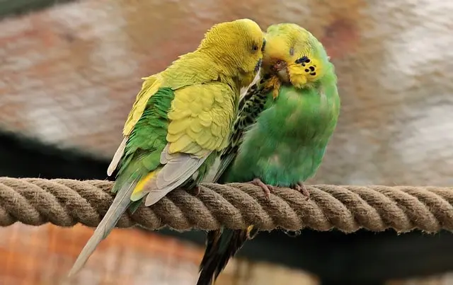 Two green budgies