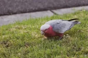 Parrot eating ants