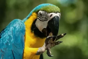 Parrot biting its feet