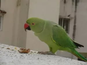Ringneck parrot eating peanut in the shell and scattering it