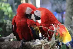 Parrot rubbing its beak
