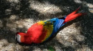 Parrot eating insects from the ground