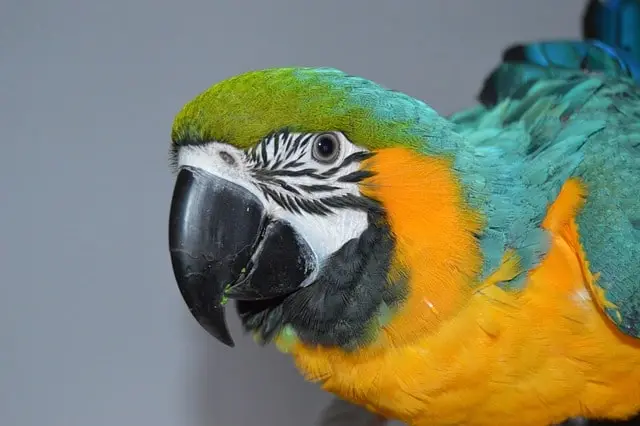 Golden and blue macaw
