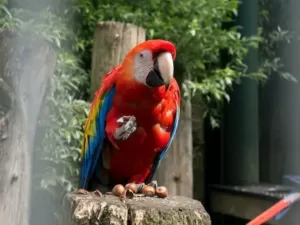 Parrot eating hazelnuts