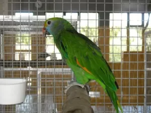 How hot is too hot for parrots