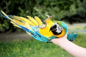 Different ways parrots show affection
