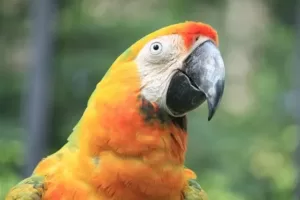 What temperature is too cold for parrots