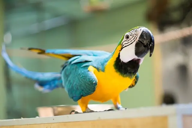 do parrots recognize their owners