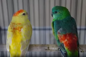 Why do parrots tap their beaks