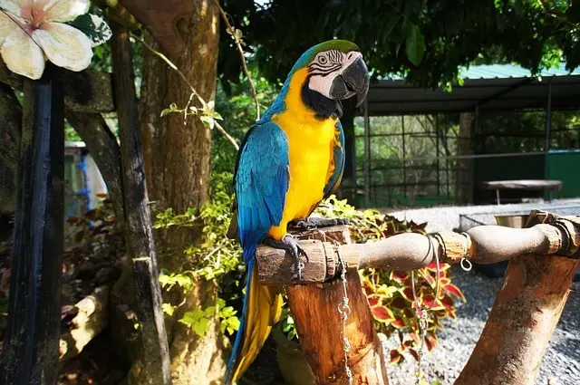 Feather mites on parrots