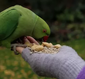Parrot eating cashews