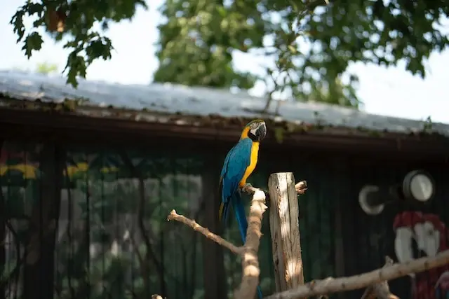 Parrot outside in hot weather