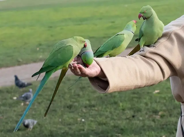 Why does my parrot lick me