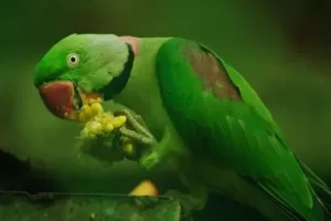 Ringneck parrot throwing food and making a mess
