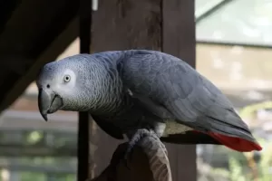 Parrots - are they one-person birds?