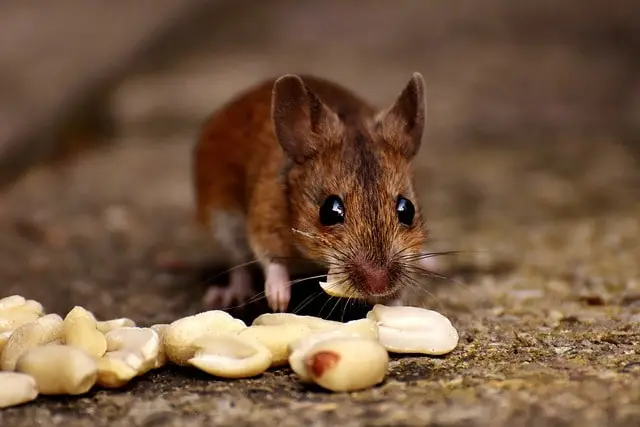 Mouse eating parrot food