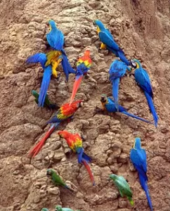 Blue and yellow Macaws, Scarlet Macaws and Parrots at the clay lick