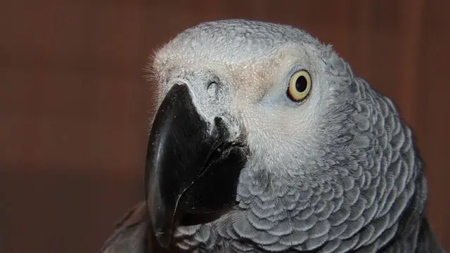 Parrot looking directly and eye pinning