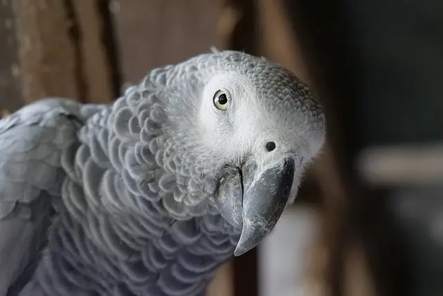 Parrot staring intensely