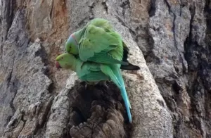 Parrots mating in the wild
