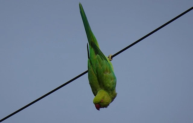 Why do parrots hang upside down