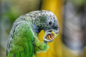 Bumblefoot in parrots