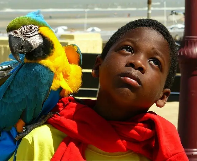 Why Do Parrots Like To Sit On Shoulders