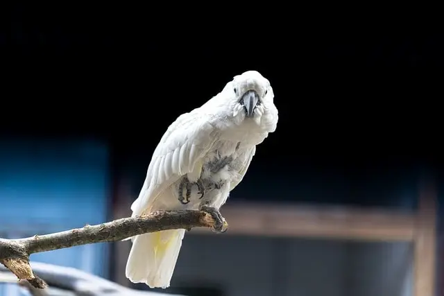 Parrot standing with one foot tucked in its feathers