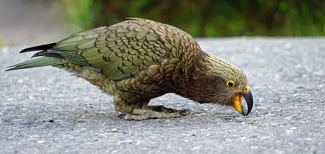 Kea parrot