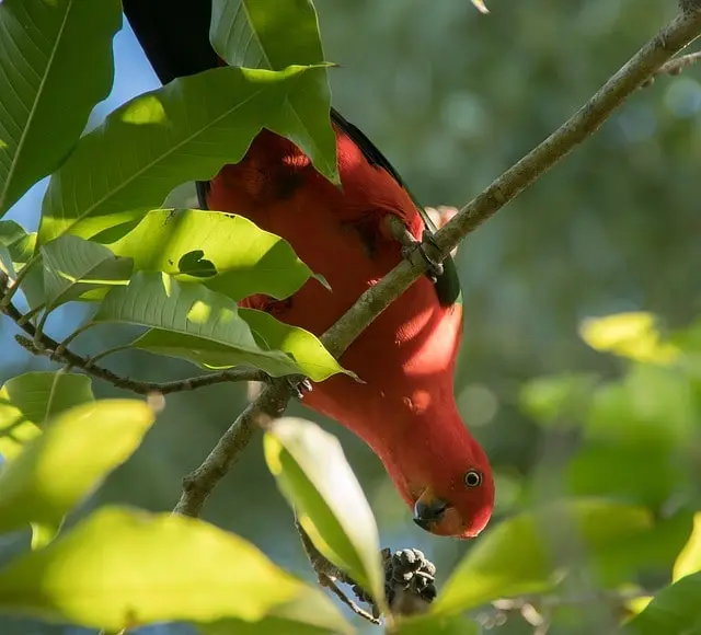 Parrot eating plum