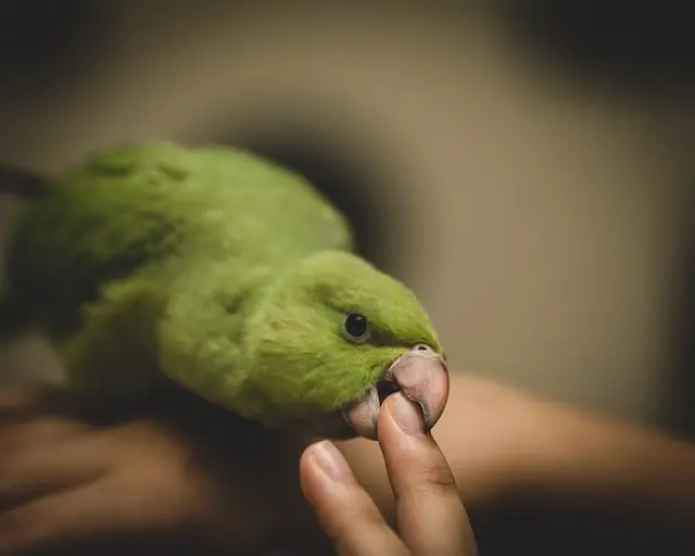 Getting bitten when trying to pet a parrot