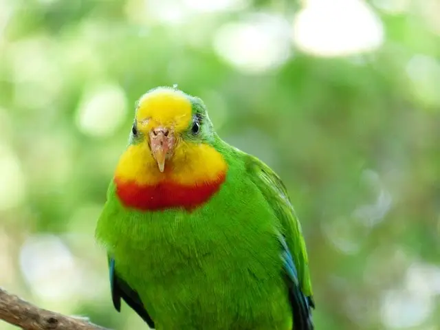 Obesity in parrots